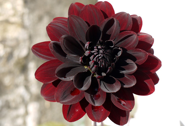 Les 10 plus belles fleurs noires du jardin -06 Le dahlia