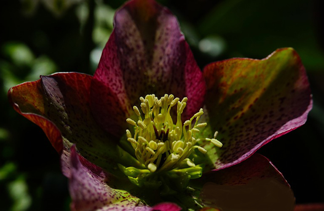 Les 10 plus belles fleurs noires du jardin -07 L’héllébore