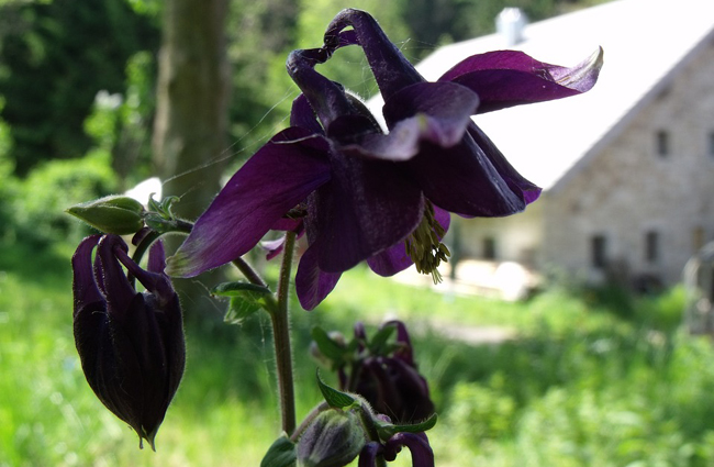 Les 10 plus belles fleurs noires du jardin -08 L’ancolie