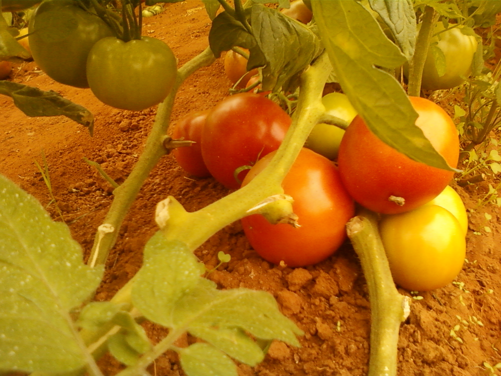 الطماطم في قرية بحارة