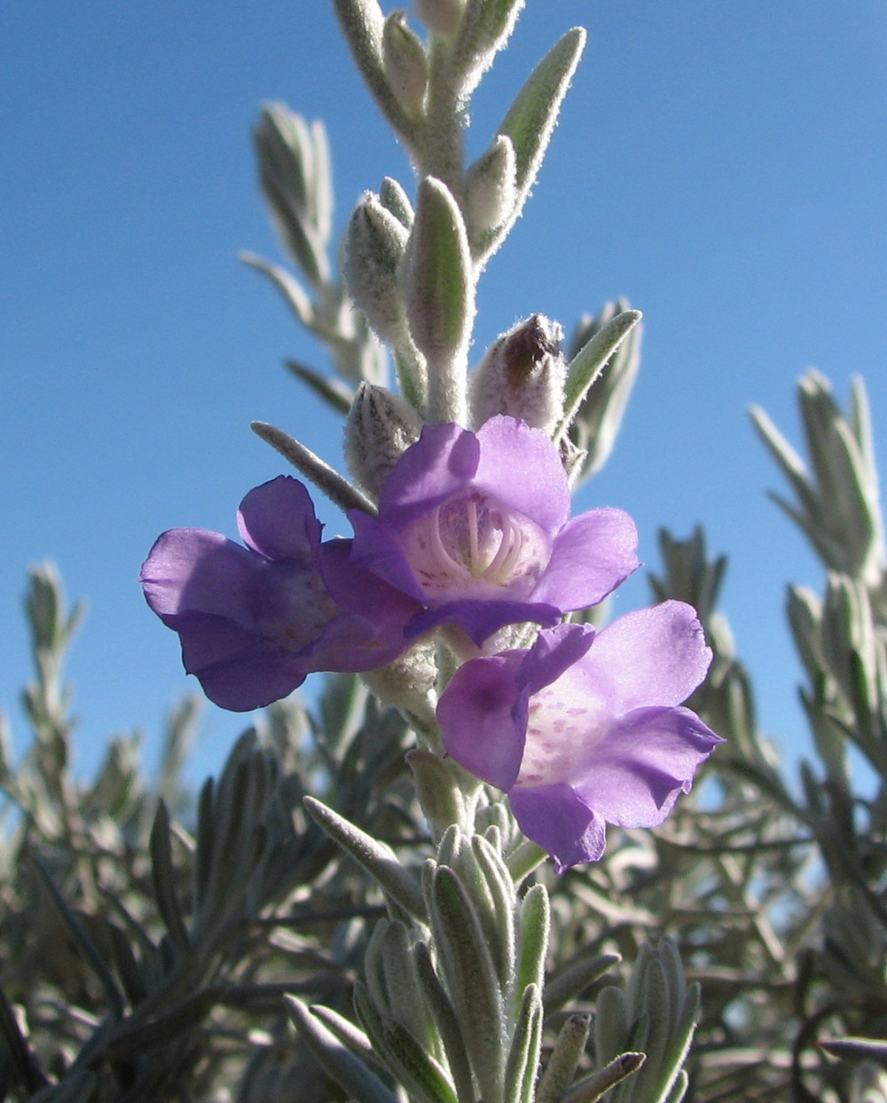 L’eremophila