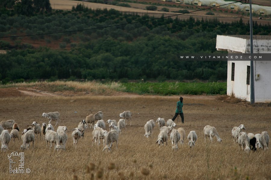 Elevage de moutons dans la région de Ain Youcef