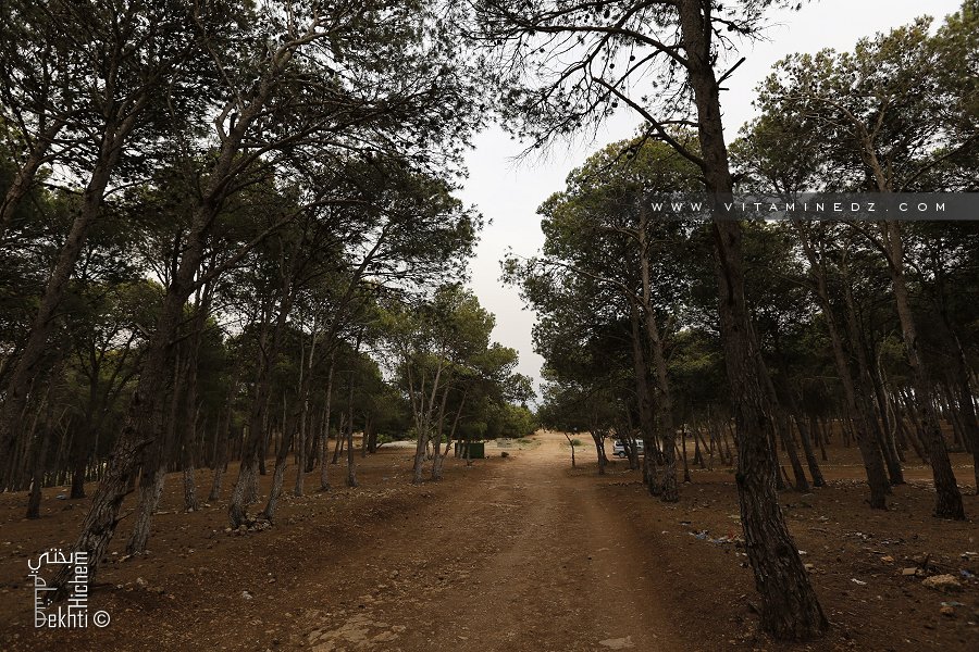 Fôret de Djbel Lakhdar à Sebaa Chioukh (Medouna)