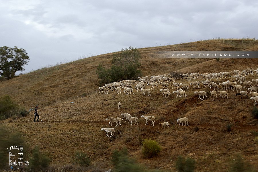 Berger et son troupeau à la commune de l'Emir Abdelkader