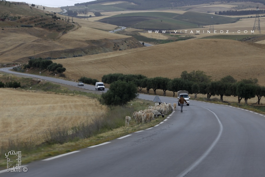 La Commune de Sidi Daho (Wilaya de Sidi Bel abbes)