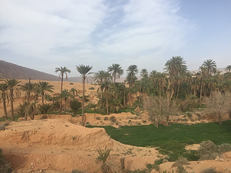 Biskra palms