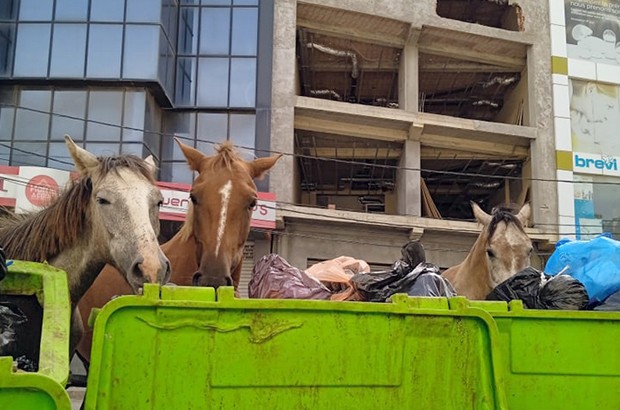 ARRÊT SUR IMAGE - VU À CHÉRAGA (Alger): Des chevaux s'alimentent dans les poubelles