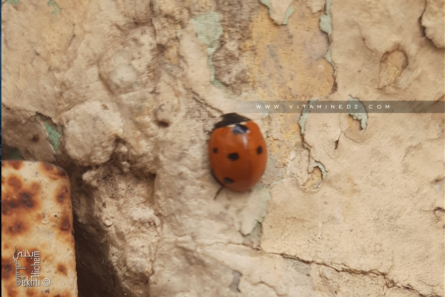 Une coccinelle dans mon jardin :)
