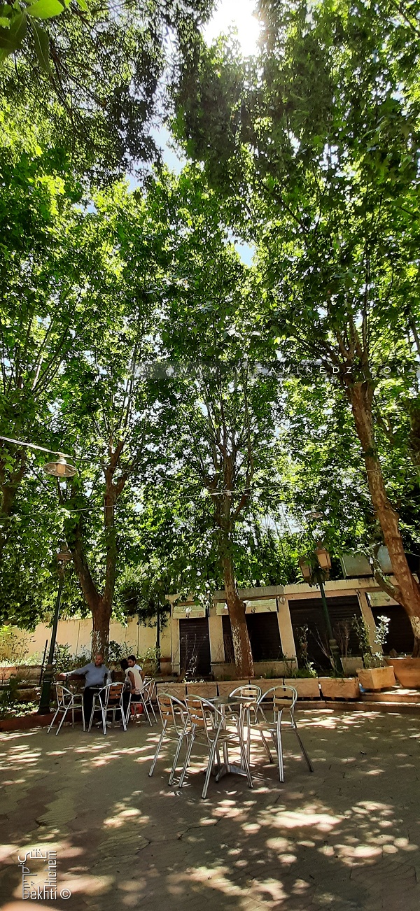 Saloon Pizzeria & Lounge belle terrasse sous les platanes de Tlemcen