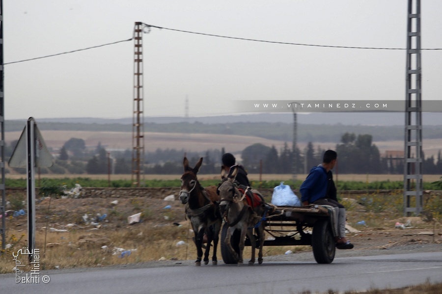 L'âne tractant une charette