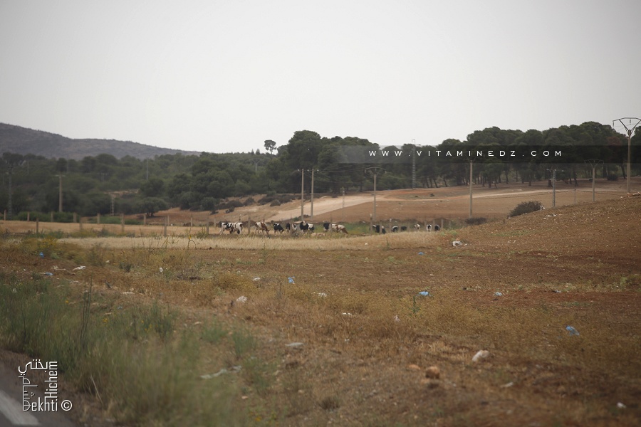 Forêt de Bouhriz (Commune de Amarnas)