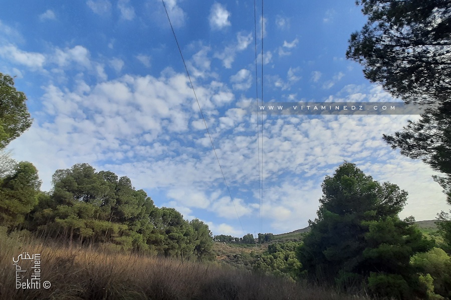 Petite forêt de Tlemcen sur la route de Sebdou