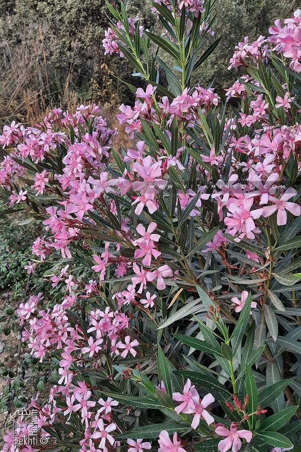 Laurier rose sauvage à la forêt de Tlemcen