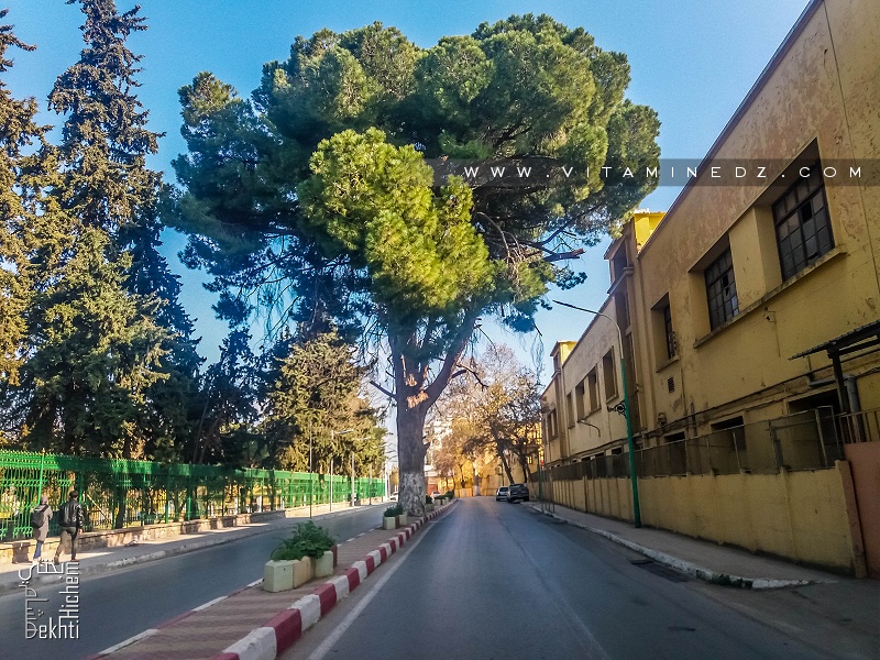 Tlemcen, un pin centenaire au beau milieu du Boulevard des 24 m