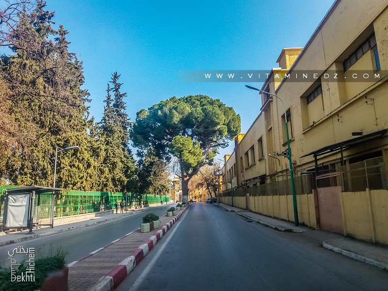Un Pin immence au beau milieu d'un boulevard à Tlemcen