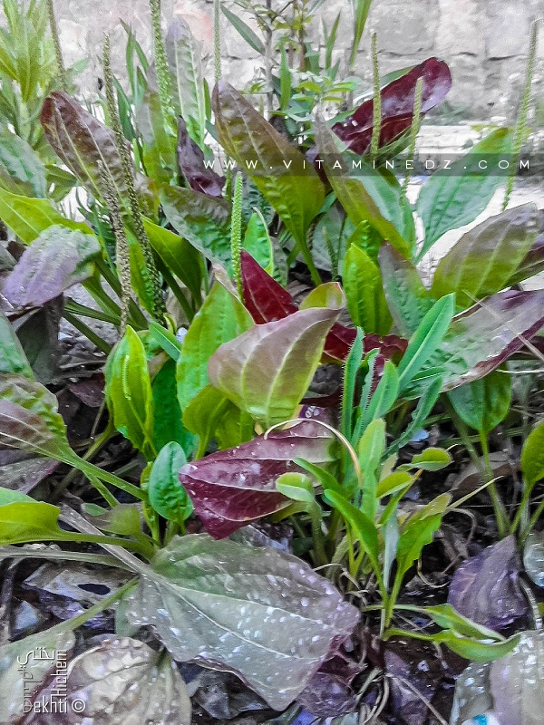 Ces plantes sauvages poussent à ras les troittoirs