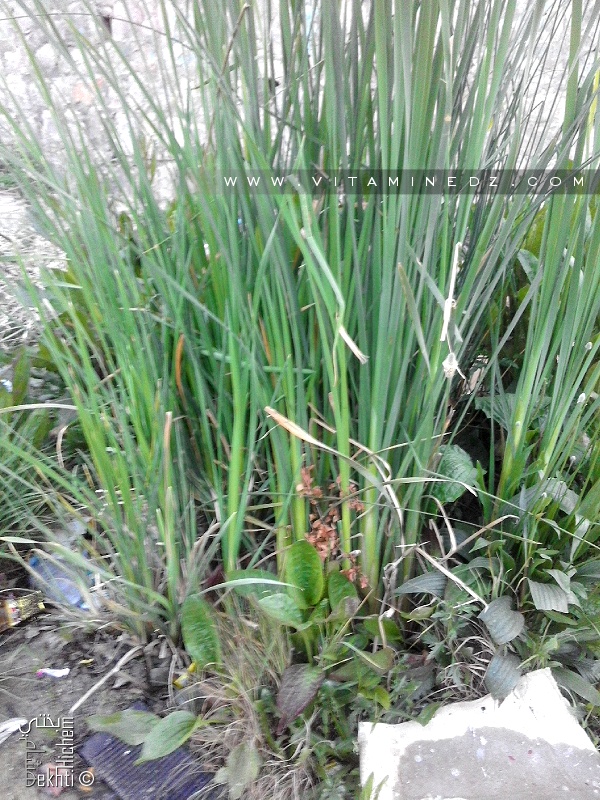 Roseaux sauvages des marais