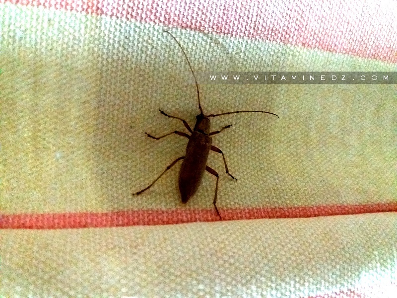 Insecte bizarre qui connait son nom?