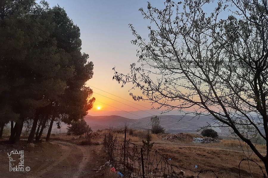 Une piste de randonnée dans une petite forêt de Tlemcen