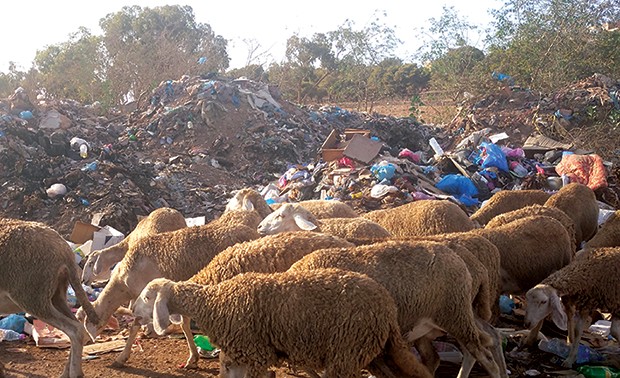 ARRÊT SUR IMAGE - Vu à Belgaïd (Bir El Djir/Oran): Un troupeau de moutons se nourrissant dans une décharge