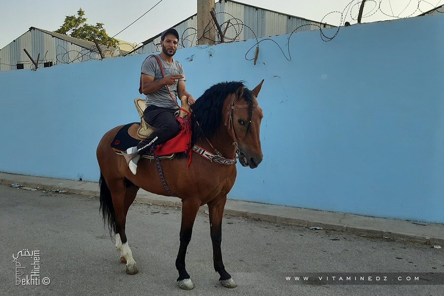 L'amour du cheval en Algérie
