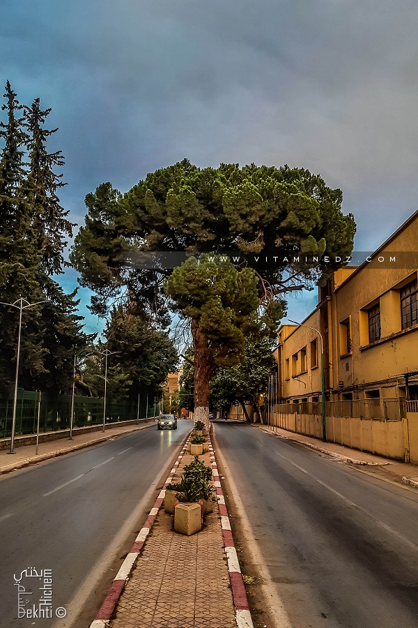 Arbre pin d'Alep, resté fier au beau milieu du Bd des 24 mètres à Tlemcen