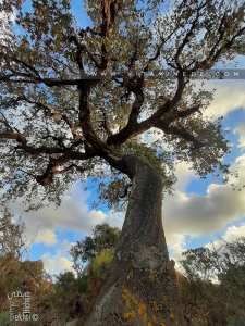 Chêne liège à la foret de Zarifet (Tlemcen)