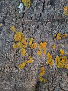 Ecorce d'un Chêne liège à la foret de Zarifet (Tlemcen)