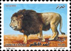 Le lion de l’atlas