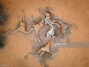Planète (Afrique) - Kenya: la photo de cadavres de girafes qui alerte sur la sécheresse
