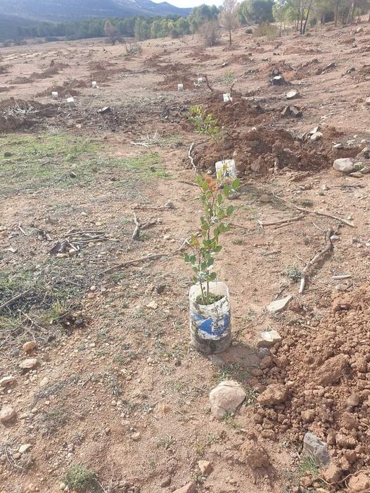 لدينا حملة وطنية لزراعة 10 ملايين شجرة خروب تكون مطعمة لتنتج بعد سنوات .