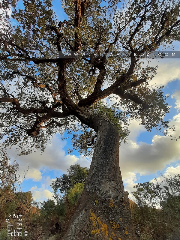 Chêne liège à la foret de Zarifet (Tlemcen)