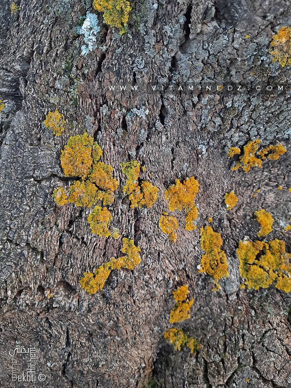 Ecorce d'un Chêne liège à la foret de Zarifet (Tlemcen)