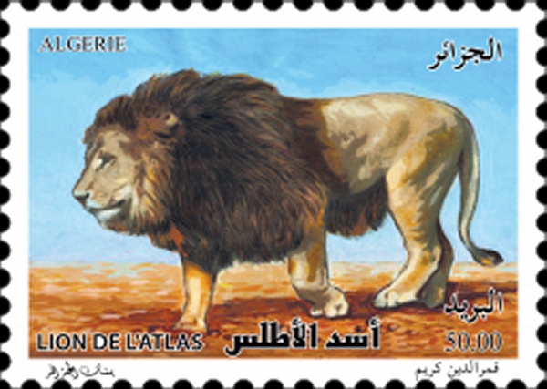 Le lion de l’atlas