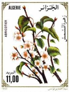 Fleurs d’arbres fruitiers