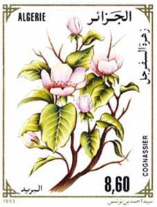 Fleurs d’arbres fruitiers