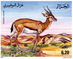 Gazelles – Espèces protégées