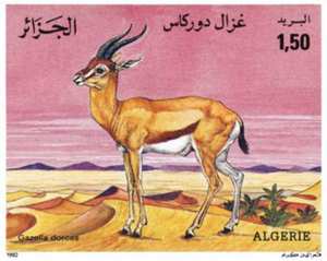 Gazelles – Espèces protégées