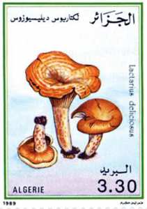 Champignons (Timbre poste Algérie)