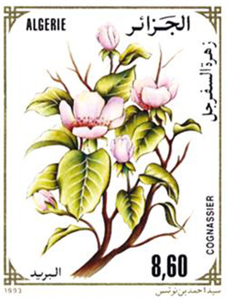 Fleurs d’arbres fruitiers