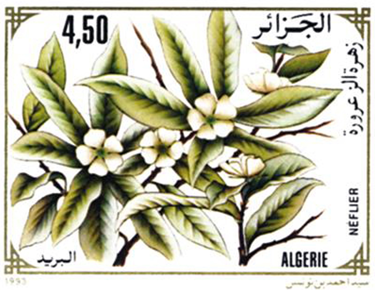 Fleurs d’arbres fruitiers