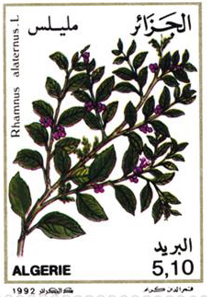 Plantes médicinales