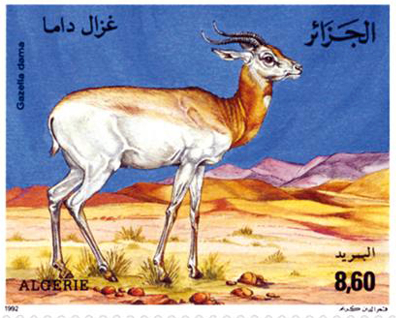 Gazelles – Espèces protégées