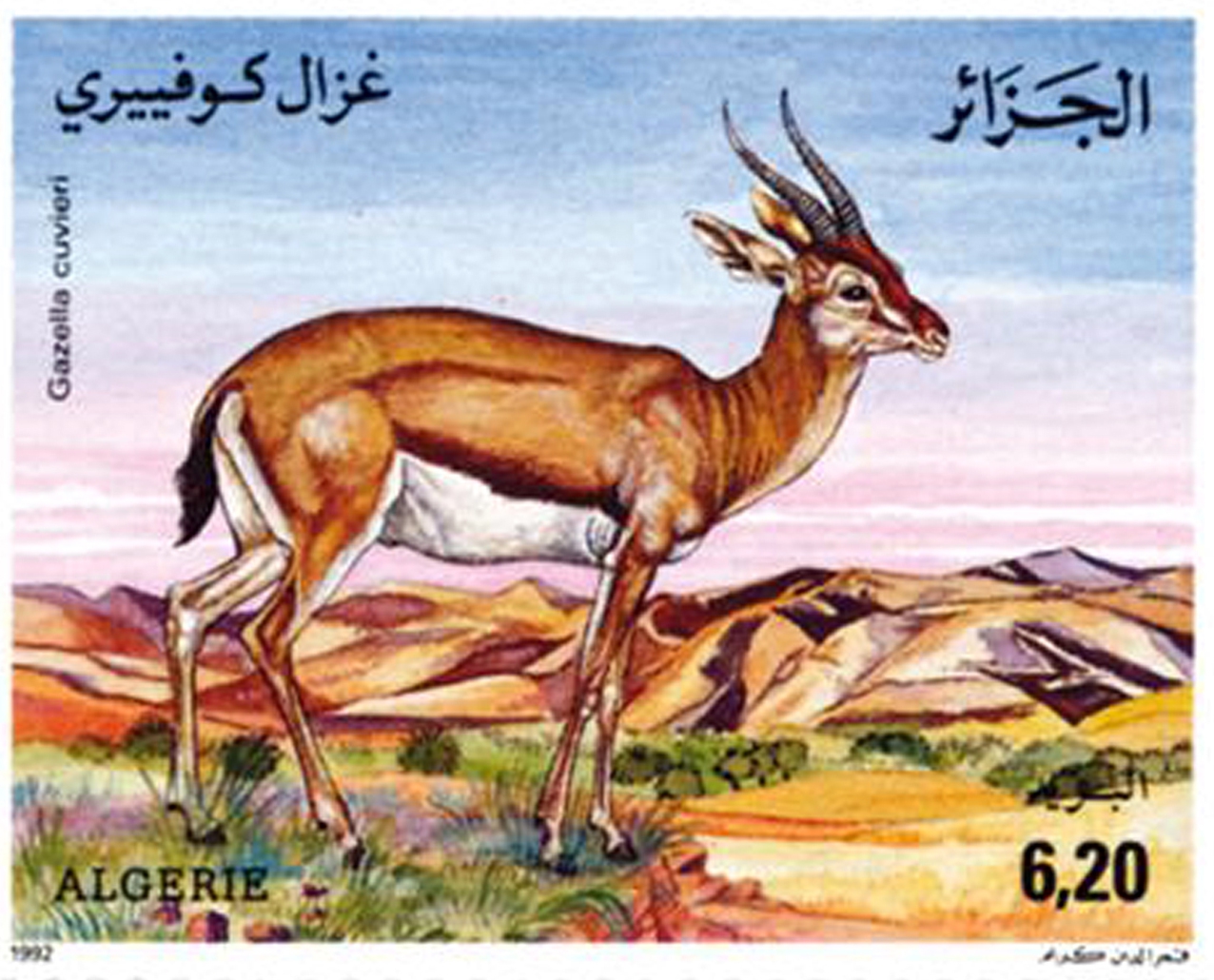 Gazelles – Espèces protégées