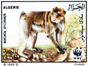 Protection du singe magot (Timbre poste Algérie)