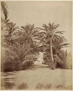 Biskra. Propriété London (Image de propagande coloniale)