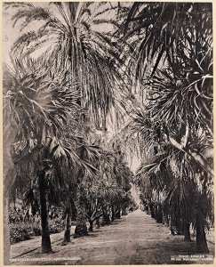 Alger. Jardin d'essai. Allée des Palmiers (Image de propagande coloniale)