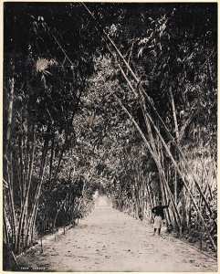 Alger. Jardin d'essai. Allée des bambous (Image de propagande coloniale)