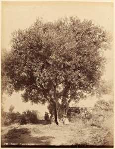 Kabylie. Etude d'olivier (Image de propagande coloniale)