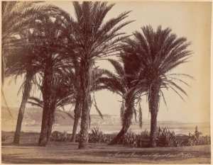 Jardin d'essais, vue d'Alger et Oasis Sainte-Marie (Image de propagande coloniale)